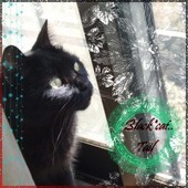 黒猫姫