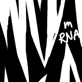mRNA