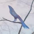 hiko