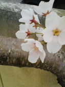 向日
