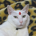 キョン吉