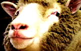 elly