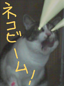 ひそひそう