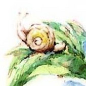 葉瀬アスカ