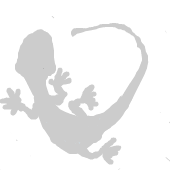 ヤモリ