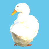 いぬ