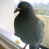 ジャラジャラ
