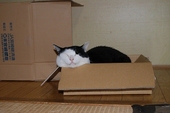 ちんちん