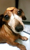minidog