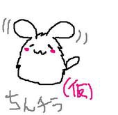 Chinchilla