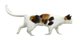 金々