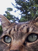 いづな