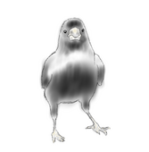 ぱーんだう゛ぁ