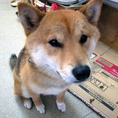 SaltyDog
