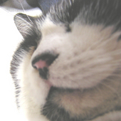 虎視