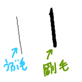 剛毛