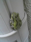 わてこ