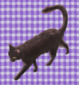 ゆき