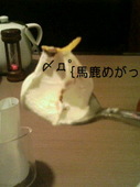 茶寅アズサ