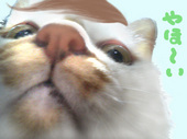 32