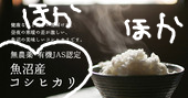 コシヒカリ