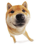 たなちゅう