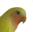 peepkid