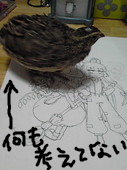 とり