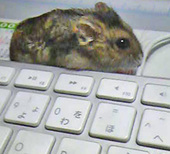 かのえ