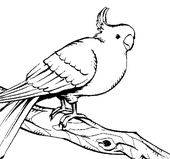 サクラサキ
