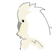 オオバタン