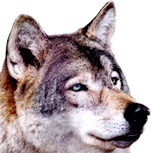 ARNA
