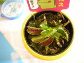 かっきー