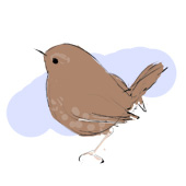 wren