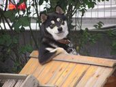 バート
