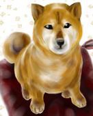 紅兎