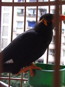 largo