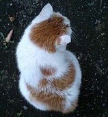 ハカセ