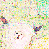 ずんこ