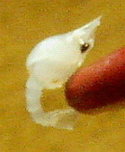 石影