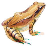 ヒラサワ
