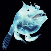 すかるぴゅら