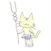 シャコ