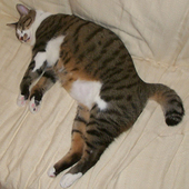 kanoh