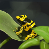 Frog man
