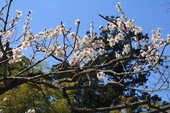 神