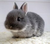 Bunny