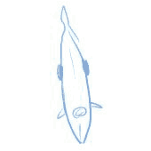 ポラリス