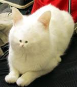 まぐねす