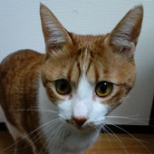 えすけー